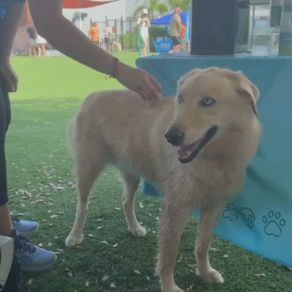 Pawssible Pet Brush