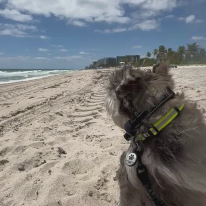 Pawssible Pet Brush